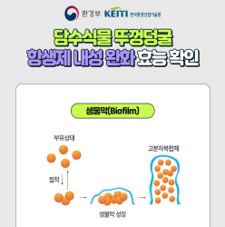 담수식물 뚜껑덩굴, 항생제 내성 완화 효능 확인