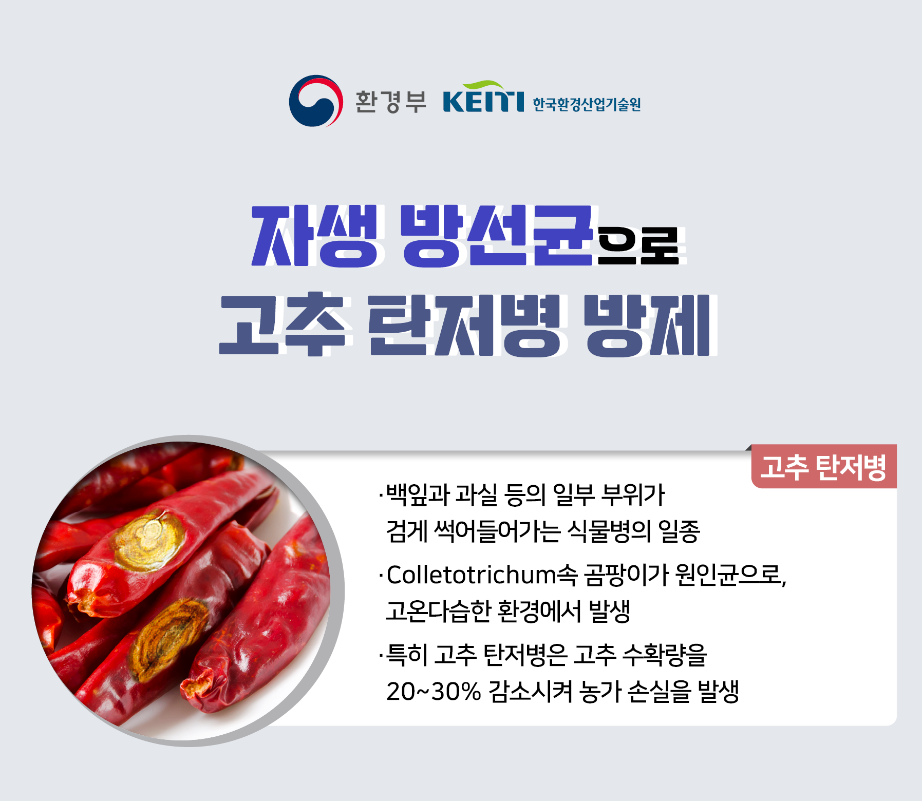 자생 방선균으로 고추 탄저병 방제